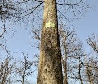Chêne de la Résistance, Forêt de Troncais, Allier © Eric Beracassat