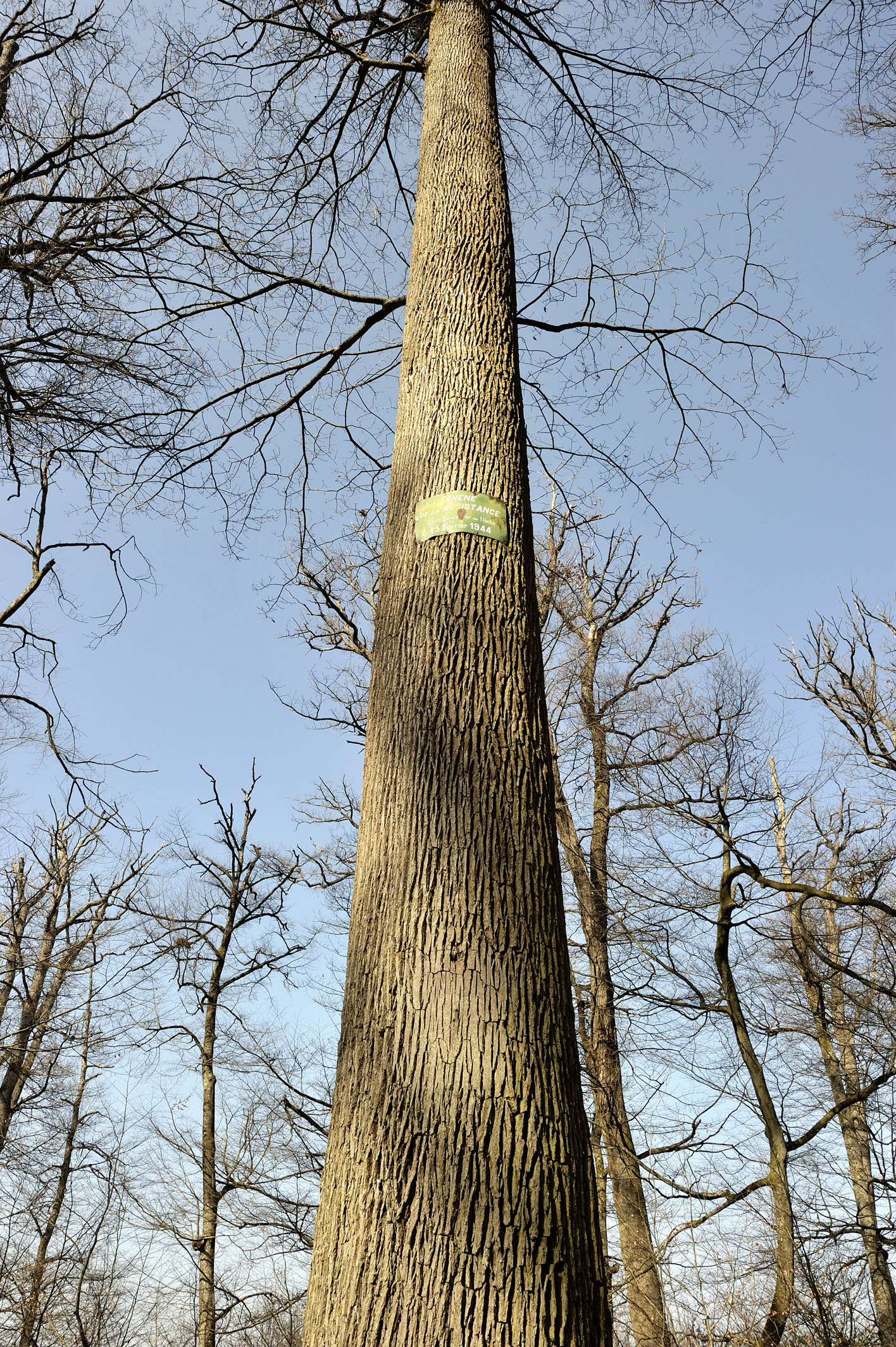 Chêne de la Résistance, Forêt de Troncais, Allier © Eric Beracassat